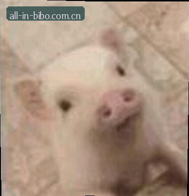 黄丽
